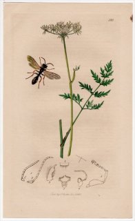 1836年 John Curtis 英国の昆虫学 Pl.580 ギングチバチ科 メリヌス属 Mellinus sabulosus セリ科 カワラボウフウ属
