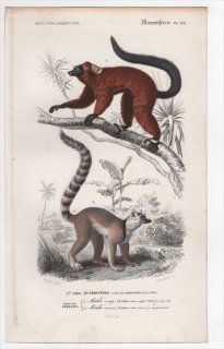 1849ǯ D'Orbigny ͭʪŵ Ӯ Pl.6b ĥͥ ޥĥͥ Lemur ruber 索ĥͥ Lemur catta