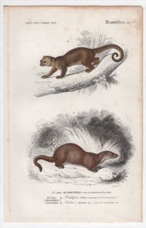 1849年 D'Orbigny 万有博物事典 哺乳類 Pl.7bis アライグマ科 キンカジュー イタチ科 ユーラシアカワウソ