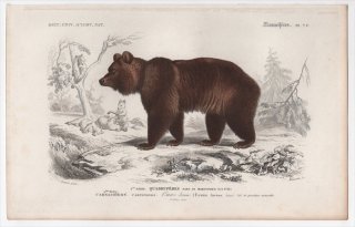1849年 D'Orbigny 万有博物事典 哺乳類 Pl.7c クマ科 クマ属 ヒグマ Ursus arctos