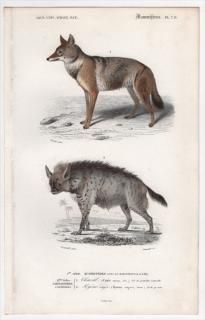 イヌ科 デザイン犬『チワックス』 | 愛犬ハウスセキノ 純粋犬・デザイン