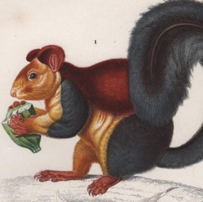 1849年 D'Orbigny 万有博物事典 哺乳類 Pl.9 リス科 インドオオリス