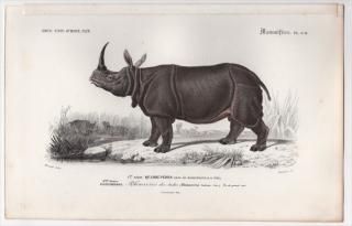 1849ǯ D'Orbigny ͭʪŵ Ӯ Pl.9d  ɥ° ɥ Rhinoceros indicus