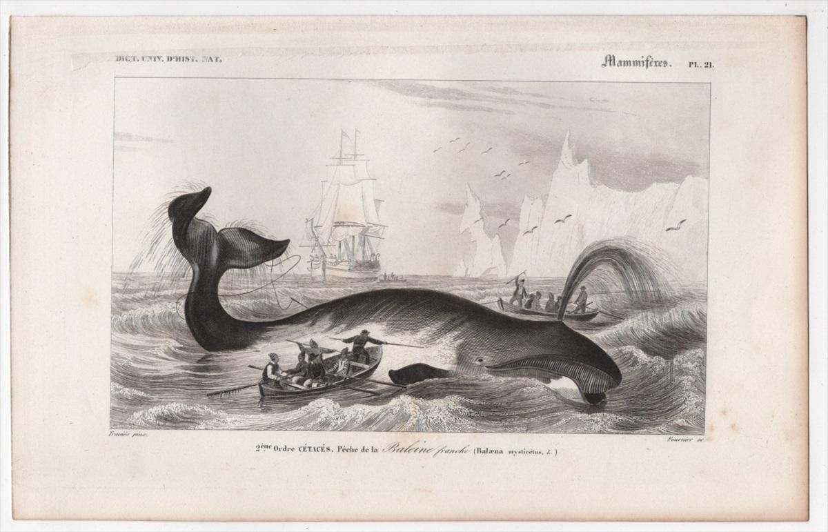 1849年 D'Orbigny 万有博物事典 哺乳類 Pl.21 セミクジラ科