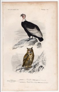 1849年 D'Orbigny 万有博物事典 鳥類学 Pl.1 コンドル科 コンドル Vultur gryphus フクロウ科 ワシミミズク Bubo europaeus