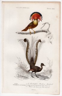 1849年 D'Orbigny 万有博物事典 鳥類学 Pl.2 ハグロドリ科 オウギタイランチョウ Muscicapa regia コトドリ科 コトドリ Maenura lyra