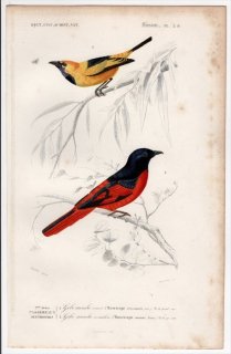 1849年 D'Orbigny 万有博物事典 鳥類学 Pl.2b カササギヒタキ科 キイロカササギビタキ サンショウクイ科 スンダベニサンショウクイ