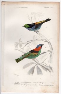 1849年 D'Orbigny 万有博物事典 鳥類学 Pl.2c フウキンチョウ科 ナナイロフウキンチョウ属 エリアカフウキンチョウ ナナイロフウキンチョウ
