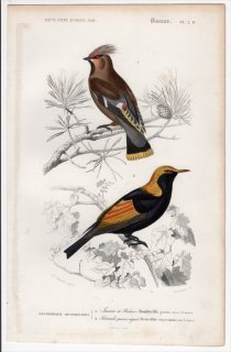 1849年 D'Orbigny 万有博物事典 鳥類学 Pl.2d レンジャク科 キレンジャク ニワシドリ科 フウチョウモドキ
