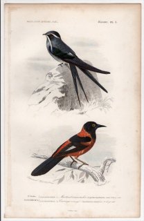 1849年 D'Orbigny 万有博物事典 鳥類学 Pl.3 カンムリアマツバメ科 シラヒゲカンムリアマツバメ ムクドリモドキ科 コオレンジムクドリモドキ