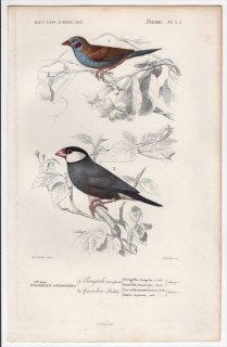 1849年 D'Orbigny 万有博物事典 鳥類学 Pl.3a カエデチョウ科 セイキチョウ Fringilla bengalus ブンチョウ Coccothraustes oryzivora