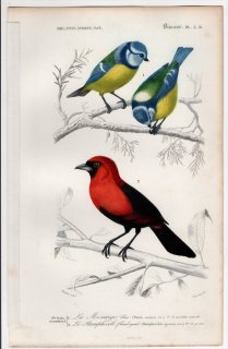 1849年 D'Orbigny 万有博物事典 鳥類学 Pl.3b シジュウカラ科 アオガラ フウキンチョウ科 カオグロベニフウキンチョウ