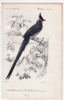 1849年 D'Orbigny 万有博物事典 鳥類学 Pl.3bisA カラス科 カンムリサンジャク属 コリーカンムリサンジャク Pica colliei