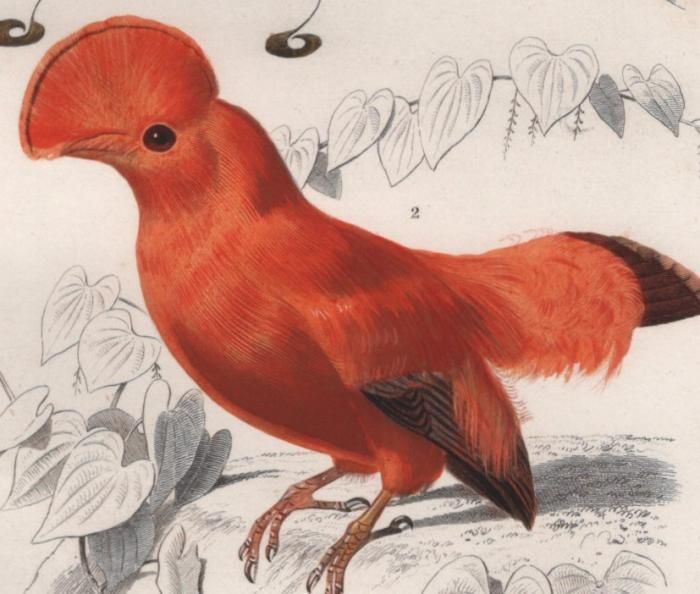 1849年 D'Orbigny 万有博物事典 鳥類学 Pl.3bisB フウチョウ科
