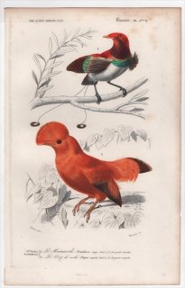1849年 D'Orbigny 万有博物事典 鳥類学 Pl.3bisB フウチョウ科 ヒヨクドリ Paradisea regia カザリドリ科 イワドリ Pipra rupicola