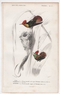 1849年 D'Orbigny 万有博物事典 鳥類学 Pl.3c ハチドリ科 ルビートパーズハチドリ Ornismya moschita ホオカザリハチドリ Ornismya ornata