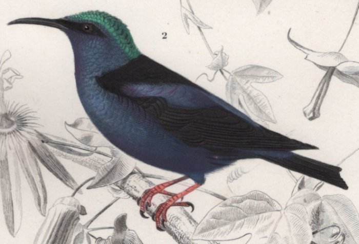 1849年 D'Orbigny 万有博物事典 鳥類学 Pl.3e ハチドリ科 ガーネット