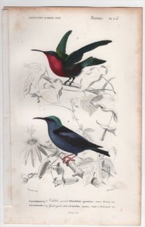 1849年 D'Orbigny 万有博物事典 鳥類学 Pl.3e ハチドリ科 ガーネットハチドリ フウキンチョウ科 ムラサキミツドリ