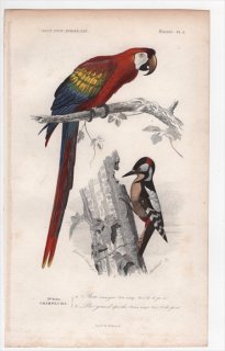 1849年 D'Orbigny 万有博物事典 鳥類学 Pl.5 インコ科 コンゴウインコ Ara canga キツツキ科 アカゲラ Picus major
