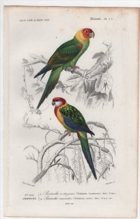 1849年 D'Orbigny 万有博物事典 鳥類学 Pl.5a インコ科 カロライナインコ ホンセイインコ科 ナナクサインコ