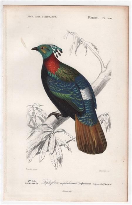 1849年 D'Orbigny 万有博物事典 鳥類学 Pl.5ter キジ科 ニジキジ属 ニジキジ Lophophorus refulgens - アンティークプリント 博物画 ボタニカルアートの通販サイト Spirito di Artigiano 1849年 D'Orbigny 万有博物事典 鳥類学 Pl.5ter キジ科 ニジキジ属 ニジキジ Lophophorus refulgens - アンティークプリント 博物画 ボタニカルアートの通販サイト Spirito di Artigiano