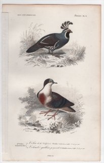 1849年 D'Orbigny 万有博物事典 鳥類学 Pl.6 キジ科 カンムリウズラ Perdix californica ハト科 ヒムネバト Columba cruenta