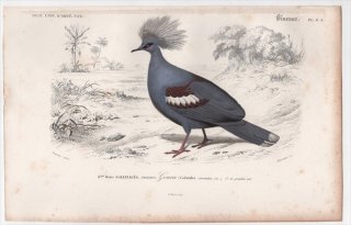 1849年 D'Orbigny 万有博物事典 鳥類学 Pl.6a ハト科 カンムリバト属 カンムリバト Columba coronata