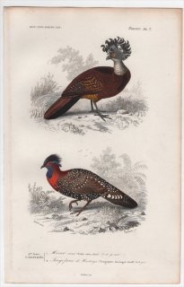 1849年 D'Orbigny 万有博物事典 鳥類学 Pl.7 ホウカンチョウ科 オオホウカンチョウ Crax rubra キジ科 ハイイロジュケイ Tragopan hastingsii