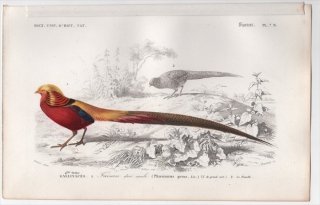 1849年 D'Orbigny 万有博物事典 鳥類学 Pl.7b キジ科 キンケイ属 キンケイ Phasianus pictus