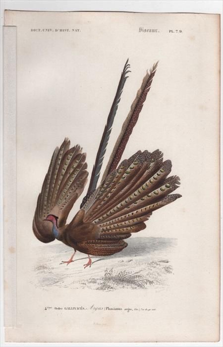 1849年 D'Orbigny 万有博物事典 鳥類学 Pl.7d キジ科 セイラン属 1849年 D'Orbigny 万有博物事典 鳥類学 Pl.7d キジ科 セイラン属