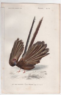 1849年 D'Orbigny 万有博物事典 鳥類学 Pl.7d キジ科 セイラン属 セイラン Phasianus argus