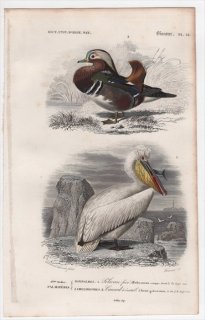 1849年 D'Orbigny 万有博物事典 鳥類学 Pl.12 ペリカン科 ニシハイイロペリカン Pelecanus crispus カモ科 オシドリ Anas galericulata