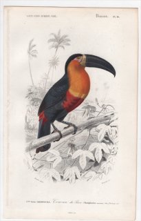 1849年 D'Orbigny 万有博物事典 鳥類学 Pl.14 オオハシ科 オオハシ属 ヒムネオオハシ Ramphastos maximus