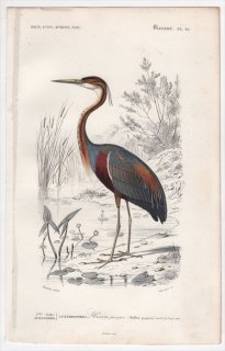 1849年 D'Orbigny 万有博物事典 鳥類学 Pl.15 サギ科 アオサギ属 ムラサキサギ Ardea purpurea