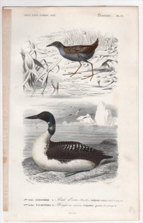 1849年 D'Orbigny 万有博物事典 鳥類学 Pl.17 クイナ科 ヒメクイナ Gallinula baillonii アビ科 ハシグロアビ Colymbus glacialis