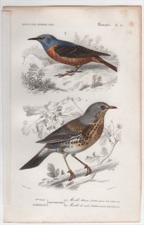 1849年 D'Orbigny 万有博物事典 鳥類学 Pl.18 ツグミ科 ノハラツグミ Turdus pilaris ヒタキ科 コシジロイソヒヨドリ Turdus saxatilis