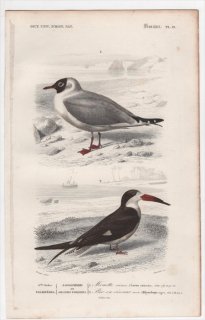 1849年 D'Orbigny 万有博物事典 鳥類学 Pl.19 カモメ科 ユリカモメ Larus ridibundus クロハサミアジサシ Rhynchops nigra