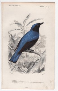 1849年 D'Orbigny 万有博物事典 鳥類学 Pl.20 オウチュウ科 オウチュウ属 シロハラオウチュウ Edolius caerulescens