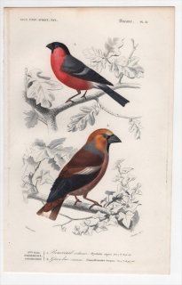 1849ǯ D'Orbigny ͭʪŵ Ļ Pl.21 ȥ  Pyrrhula vulgaris  Coccothraustes europaeus