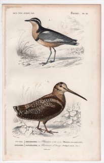 1849年 D'Orbigny 万有博物事典 鳥類学 Pl.22 ナイルチドリ科 ナイルチドリ シギ科 ヤマシギ