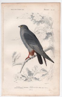 1849年 D'Orbigny 万有博物事典 鳥類学 Pl.23 ハヤブサ科 ハヤブサ属 ニシアカアシチョウゲンボウ Falco rufipes