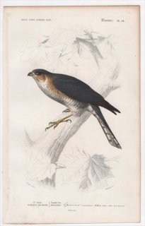 1849年 D'Orbigny 万有博物事典 鳥類学 Pl.24 タカ科 ハイタカ属 ハイタカ Falco nisus