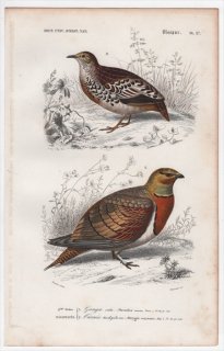 1849年 D'Orbigny 万有博物事典 鳥類学 Pl.27 サケイ科 シロハラサケイ Pterocles setarius ミフウズラ科 ヒメミフウズラ Ortygis tachydromus