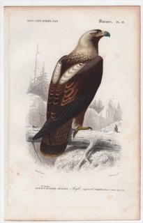 1849年 D'Orbigny 万有博物事典 鳥類学 Pl.28 タカ科 イヌワシ属 カタシロワシ Aquila heliaca