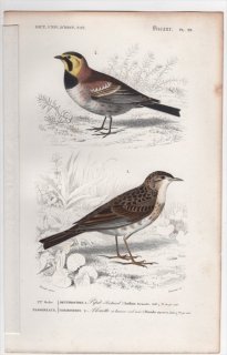1849年 D'Orbigny 万有博物事典 鳥類学 Pl.29 セキレイ科 マミジロタヒバリ Anthus richardii ヒバリ科 ハマヒバリ Alauda alpestris