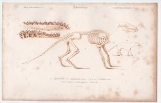 1849ǯ D'Orbigny ͭʪŵ Ӯβ Pl.1 Υץƥꥦ Υץƥꥦ Anoplotherium commune  ε