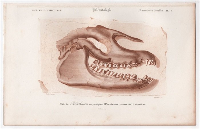 1849年 D'Orbigny 万有博物事典 哺乳類の化石 Pl.3 パレオテリウム科 パレオテリウム Palaeotherium crassum  頭蓋骨 骨格 化石 恐竜 アンティークプリント ボタニカルアート 博物画の通販サイト Spirito di Artigiano
