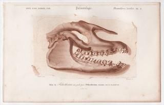 1849ǯ D'Orbigny ͭʪŵ Ӯβ Pl.3 ѥ쥪ƥꥦ ѥ쥪ƥꥦ Palaeotherium crassum Ƭ   ε