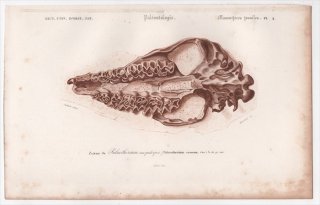 1849年 D'Orbigny 万有博物事典 哺乳類の化石 Pl.4 パレオテリウム科 パレオテリウム Palaeotherium crassum 骨格 化石 恐竜
