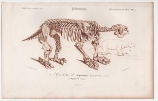 1849ǯ D'Orbigny ͭʪŵ Ӯβ Pl.5 ᥬƥꥦ ᥬƥꥦ Megatherium restaure   ε